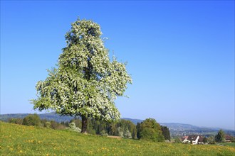 Pear tree in bloom ( Pyrus communis) , Pear, Switzerland, Europe