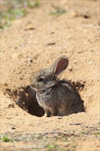 Wild rabbit, Oryctolagus cuniculus, Spain, Europe