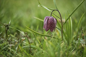 Fritillary, snake's head fritillary or chess flower (Fritillaria meleagris), Austria, Europe