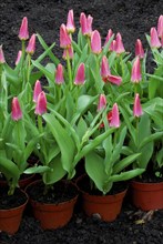 Tulips, cultivation