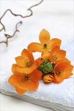 Orange-red star of milk (Ornithogalum dubium)