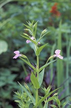 Allegheny Monkey Flower (Mimulus ringens)