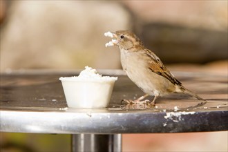 House Sparrow (Passer domesticus), female on table in cafeteria garden, Northumberland, England,