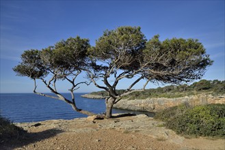 Pine tree, near Cala Pi, Majorca, Balearic Islands, Spain, Europe