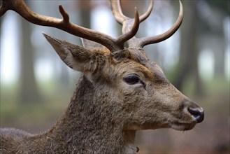 Fallow deer (Dama dama), portrait, male, captive, Bavaria, Germany, Europe