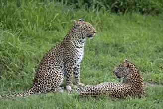 Leopards (Panthera pardus), female with young, Sabie Sand Game Reserve, South Africa, Africa