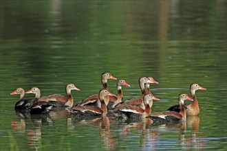 Red-billed Whistling Ducks, Pantanal, Brazil, Black-bellied Whistling Duck (Dendrocygna