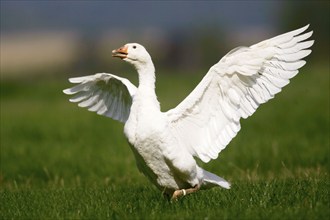 Domestic goose flapping its wings