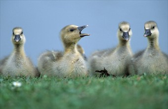 Greylag goose (Anser anser) Gössel, Lower Saxony, Germany, Europe