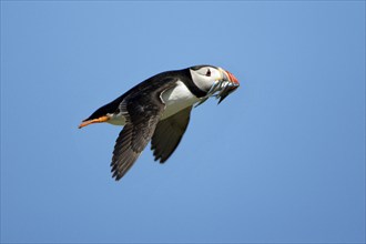 Atlantic Puffin (Fratercula arctica) with fish, Farne Islands, England, auks