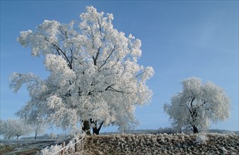 Willows (Salix) in winter, Weißenbach, Hohe Meißner nature park Park, Hesse, Germany, Europe