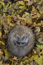 European hedgehog (Erinaceus europaeus) adult animal on fallen autumn leaves in a garden, Suffolk,