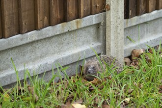 European hedgehog (Erinaceus europaeus) adult next to a concrete based wooden garden fence,