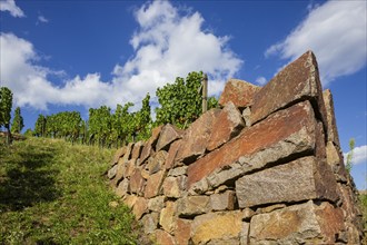 Dry stone walls in the vineyard, Radebeul vineyards, Radebeul, Saxony, Germany, Europe