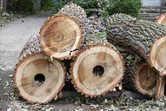 Detroit, Michigan, A storm with 70mph wind gusts blew down a 15-ton, 110-foot cottonwood, damaging