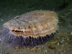 Scallop (Pecten maximus), underwater, Rinvyle dive site, Co. Galway, Irish Sea, North Atlantic,