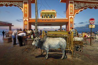 Sacred cow at Ghat Agni Theertham in front of sunrise, Rameswaram, Pamban Island, Tamil Nadu,