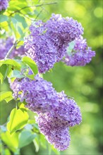 Blooming lilac in the botanical garden in spring