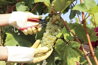 Grape grape harvest: Manual harvest of Chardonnay grapes in a vineyard in the Palatinate