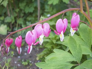 Dicentra bloom in spring garden