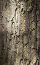 Brown and grey tree bark texture with sunlight