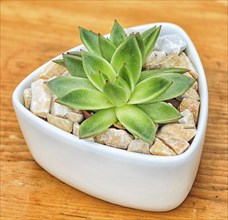 Beautiful little plant, succulent in a small ceramic flower pot with decorative stones