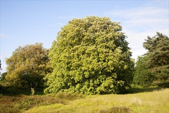 Holm oak tree, Quercus ilex, growing on heathland Shottisham, Suffolk, England, UK