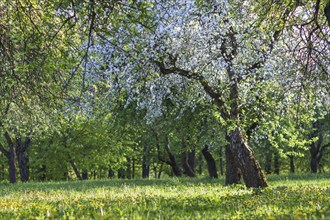 Blooming apple trees in spring park