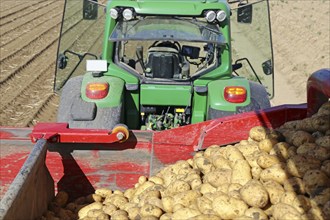 Agriculture potato harvesting