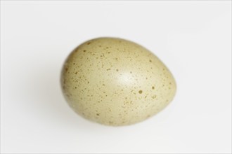 Chinese dwarf quail (Synoicus chinensis, Coturnix chinensis), egg, quail egg on white background