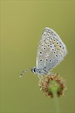 Common blue butterfly (Polyommatus icarus), male with dewdrops, Provence, southern France