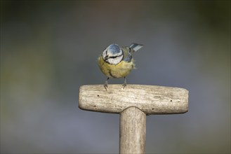 Blue tit (Cyanistes Caeruleus) adult bird on a garden fork handle, England, United Kingdom, Europe