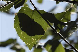 Silver-washed fritillary (Argynnis paphia) butterfly resting on a Hazel tree leaf in a woodland