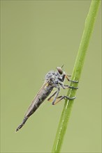 Common awl robberfly (Neoitamus cyanurus), female, North Rhine-Westphalia, Germany, Europe