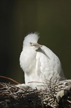 Cattle egret (Bubulcus ibis), young bird in nest, Camargue, France, Europe