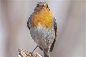 European robin (Erithacus rubecula) sitting in the forest. Bas Rhin, Alsace, France, Europe