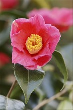 Japanese camellia (Camellia japonica), flower, ornamental plant, North Rhine-Westphalia, Germany,