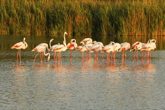 Flamingos in the Carmague, Bouches-du-Rhône, France, Europe