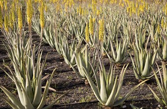 Aloe vera plants growing in field, Oliva, Fuerteventura, Canary Islands, Spain, Europe