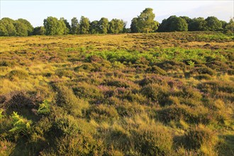 Heather and bracken on heathland, Suffolk Sandlings, near Shottisham, England, UK