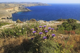 Coastal scenery of cliffs and blue sea looking south from Res il-Qammieh, Marfa Peninsula, Republic