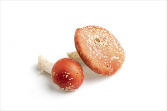 Red fly agaric (Amanta muscaria) isolated on white background. Side view, close up