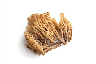 Clavaria (coral mushroom) isolated on white background. Top view, flat lay, close up