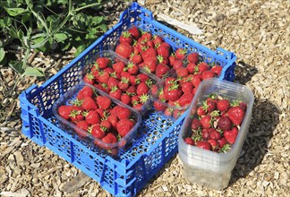 Freshly picked strawberries vegetable garden, Sissinghurst castle gardens, Kent, England, UK