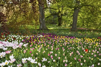 Park and flower meadow with colourful tulips, Mainau Island, Lake Constance, Baden-Württemberg,