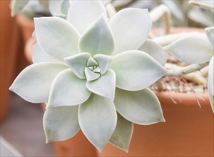 Beautiful succulent plant in greenhouse. Closeup, floral patterns, selective focus