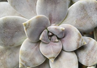 Beautiful succulent plant in greenhouse. Closeup, floral patterns, selective focus