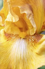 Beautiful multicolored iris flower bloom in the garden. Close up, fragility and summer concept