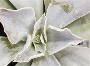 Beautiful succulent plant in greenhouse. Closeup, floral patterns, selective focus