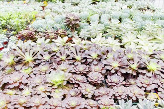 Various types of succulent in flower pots in the greenhouse. Closeup, selective focus